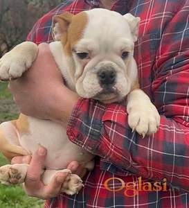 Engleski buldog